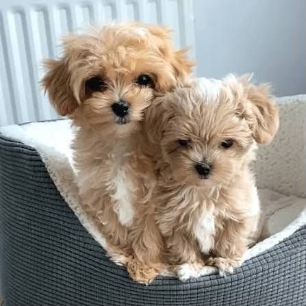 Maltipoo angle 3